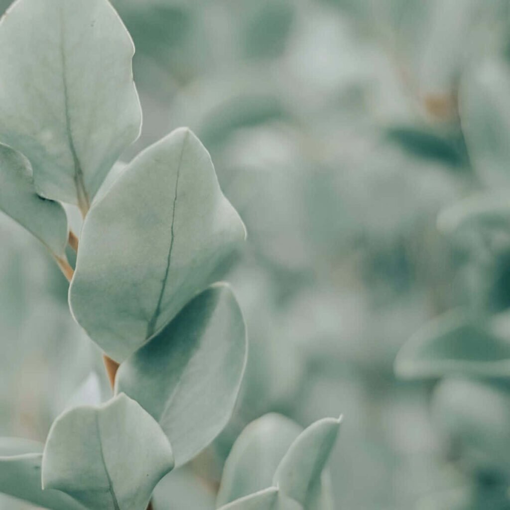 Soft sage plant with a blurred background symbolizing calm, peace, and transparency in therapy fees