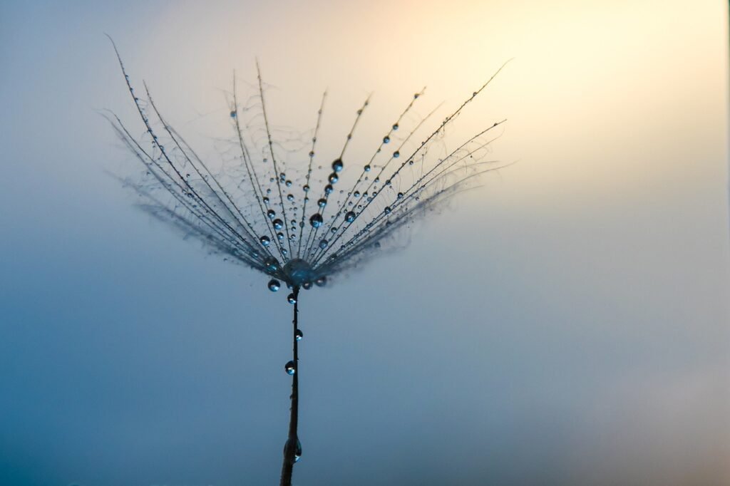 Dandelion with water droplets at sunrise evoking wonder, serenity, and the beauty of beginning therapy