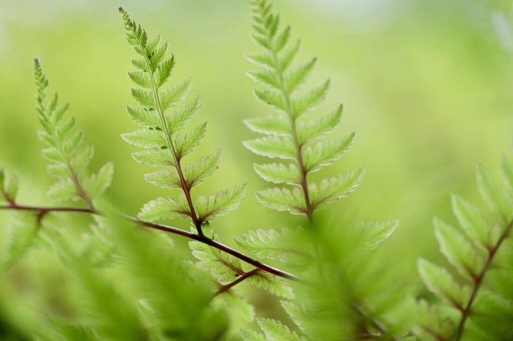 Green ferns growing in soft focus, evoking calm and natural healing in humanistic therapy
